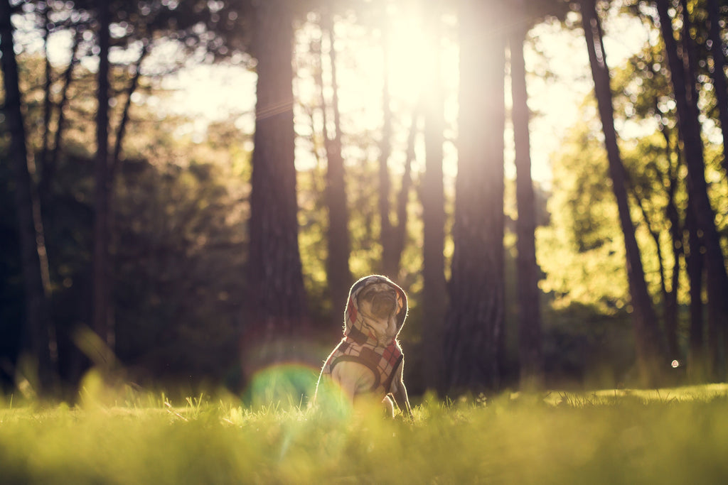 For Pug